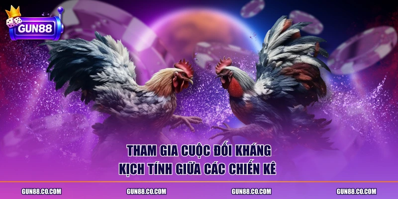 Tham gia cuộc đối kháng kịch tính giữa các chiến kê